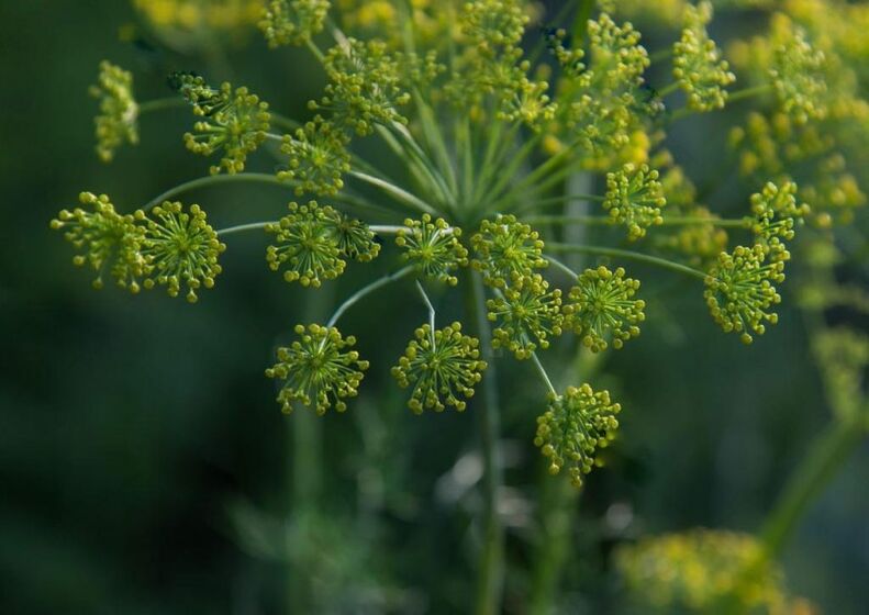 Dill seeds to prepare a tincture of cervical osteochondrosis
